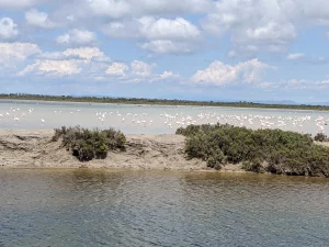 flament rose Bon cadeau - Randonnée en Camargue